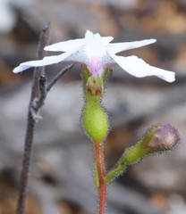 Stylidium affine