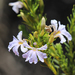 Scaevola thesioides - Photo (c) Philip Bouchard, some rights reserved (CC BY-NC-ND)