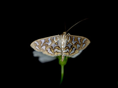 Nausinoe