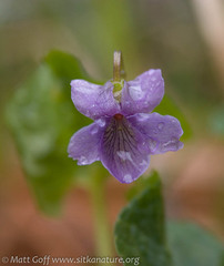 Viola epipsiloides