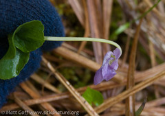 Viola epipsiloides
