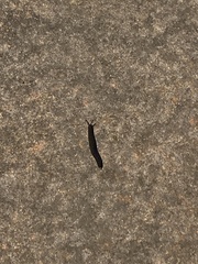 Belocaulus angustipes