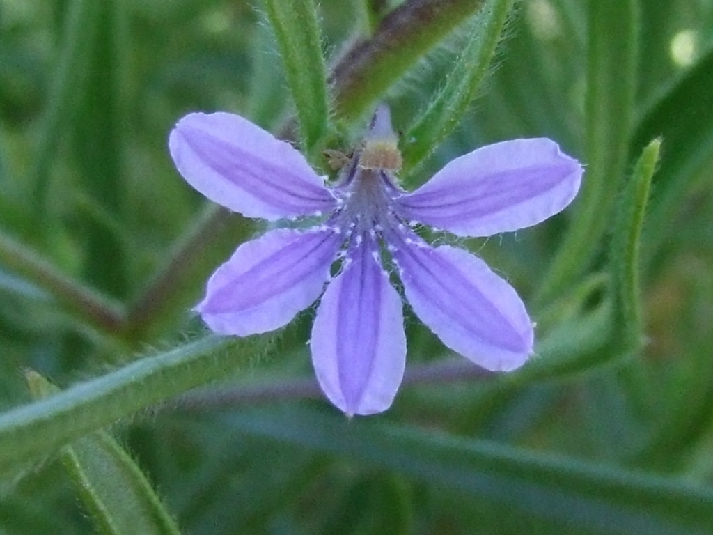 Scaevola cunninghamii