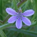 Scaevola cunninghamii - Photo (c) Bill & Mark Bell, some rights reserved (CC BY-NC-SA)