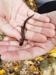 Plethodon cinereus