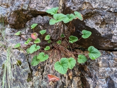 Pelargonium australe