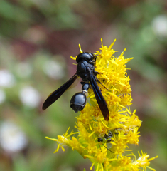 Zethus spinipes spinipes