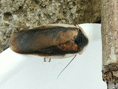 Blaptica dubia
