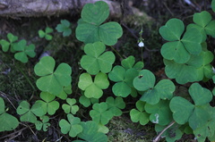 Oxalis trilliifolia