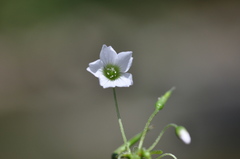 Oxalis trilliifolia
