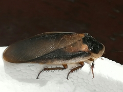Blaptica dubia