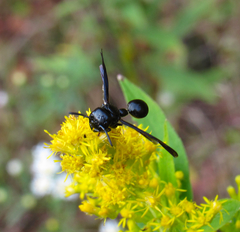 Zethus spinipes spinipes