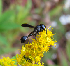 Zethus spinipes spinipes