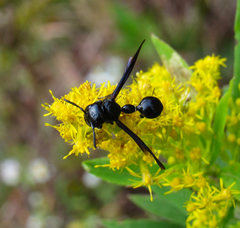 Zethus spinipes spinipes