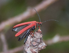 Dictyoptera simplicipes