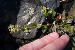 Cochlearia groenlandica