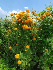 Tagetes