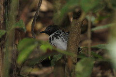 Hylophylax naevioides