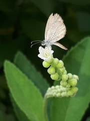 Zizula hylax pygmaea