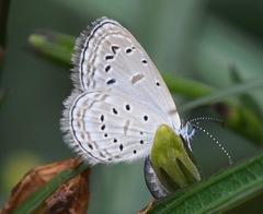Zizula hylax pygmaea