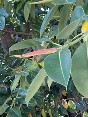 Ficus elastica