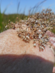 Cicuta maculata bolanderi