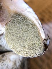 Boletus subalpinus