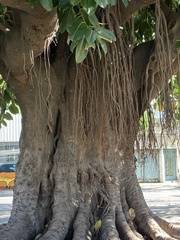 Ficus elastica