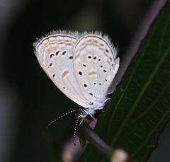 Zizula hylax pygmaea