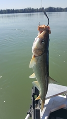 Ptychocheilus oregonensis