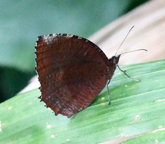 Elymnias hypermnestra beatrice