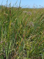 Cicuta maculata bolanderi