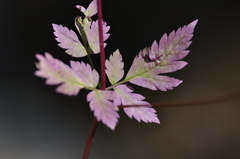 Osmorhiza purpurea