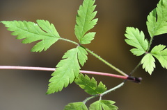 Osmorhiza purpurea