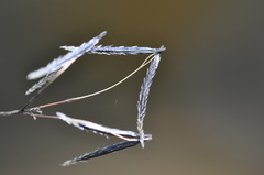 Osmorhiza purpurea