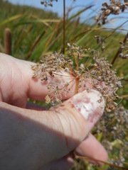 Cicuta maculata bolanderi