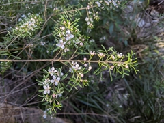 Cyanothamnus anemonifolius