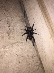 Cyclocosmia truncata