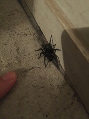 Cyclocosmia truncata