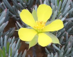 Hibbertia hibbertioides hibbertioides