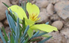 Hibbertia hibbertioides hibbertioides