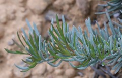 Hibbertia hibbertioides hibbertioides