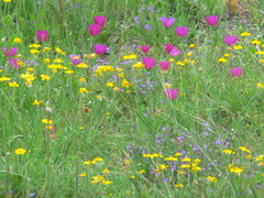 Callirhoe involucrata