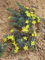 Hibbertia hibbertioides hibbertioides