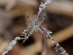 Argiope mascordi