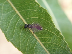 Rhopalum