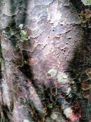 Prumnopitys taxifolia