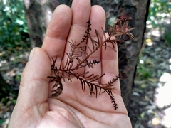 Prumnopitys taxifolia