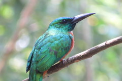 Jacamerops aureus