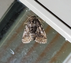 Chytonix sensilis